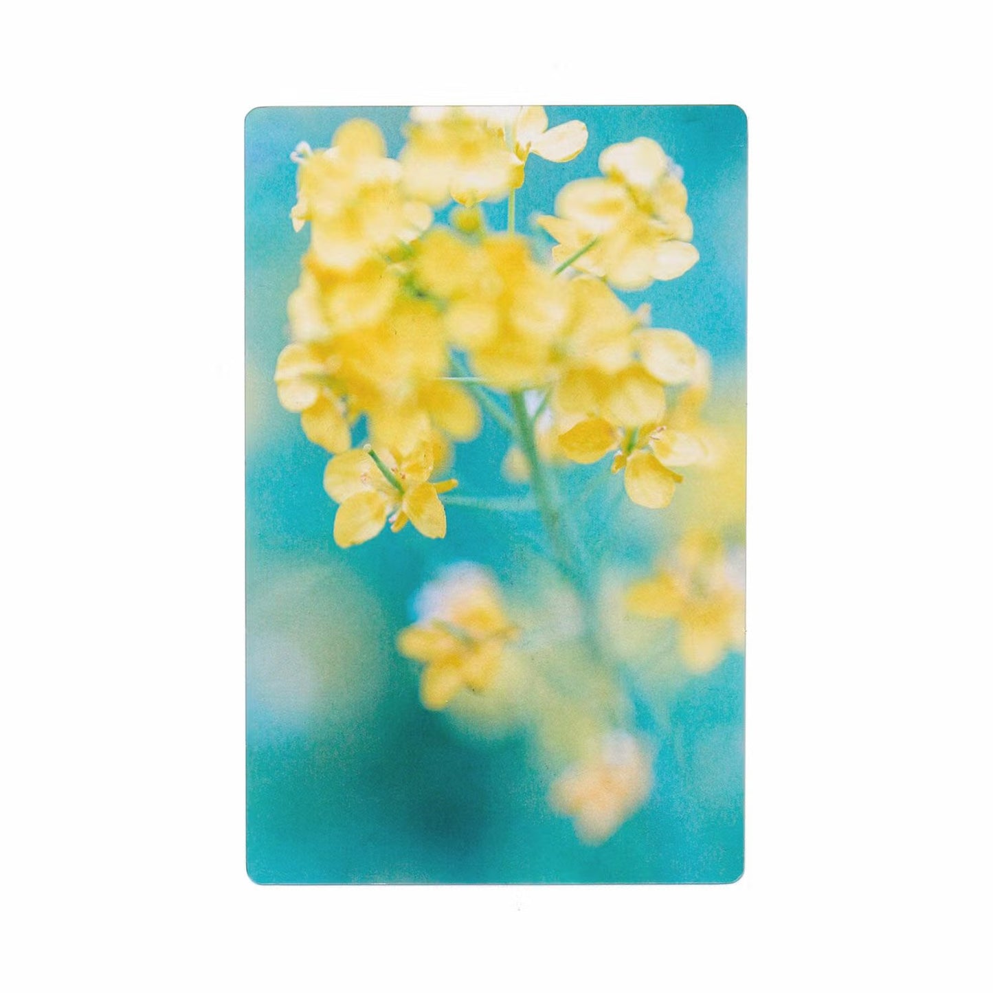 透明写真栞 001